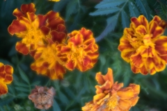 imgp0307jpg_31030431991_o