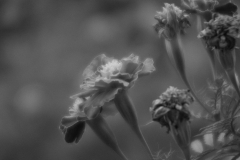 marigold_31030424181_o