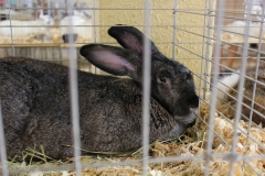 black-bunny_8106669502_o