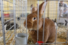 brown-bunny_8106670022_o
