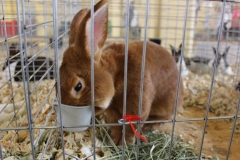 hungry-bunny_8106669734_o
