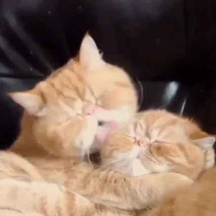 Cat Licking Cat